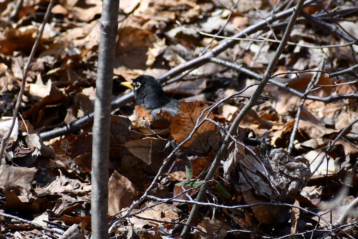 American Robin - ML322650551