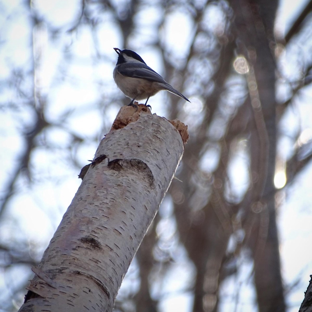 Black-capped Chickadee - ML322650611