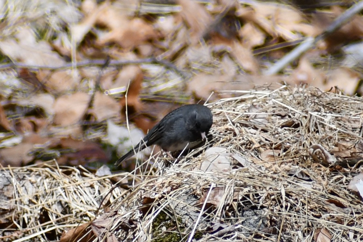 Dark-eyed Junco - ML322650641