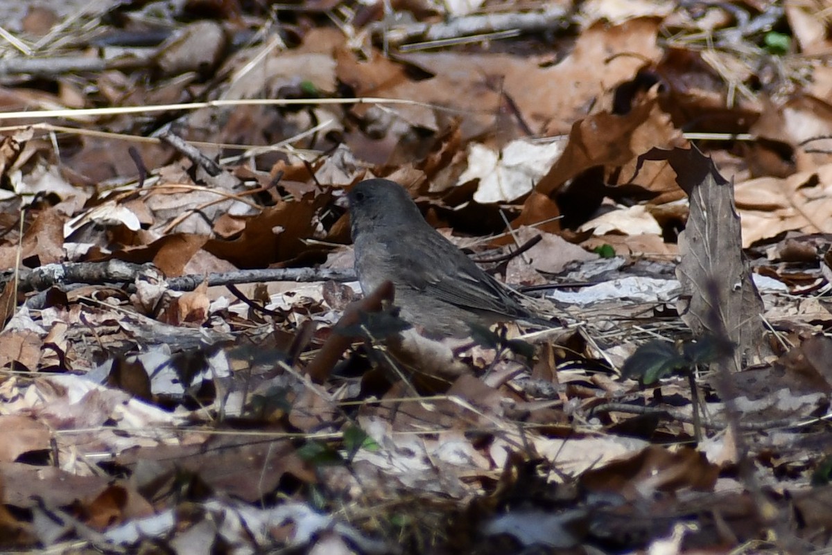 Dark-eyed Junco - ML322650661