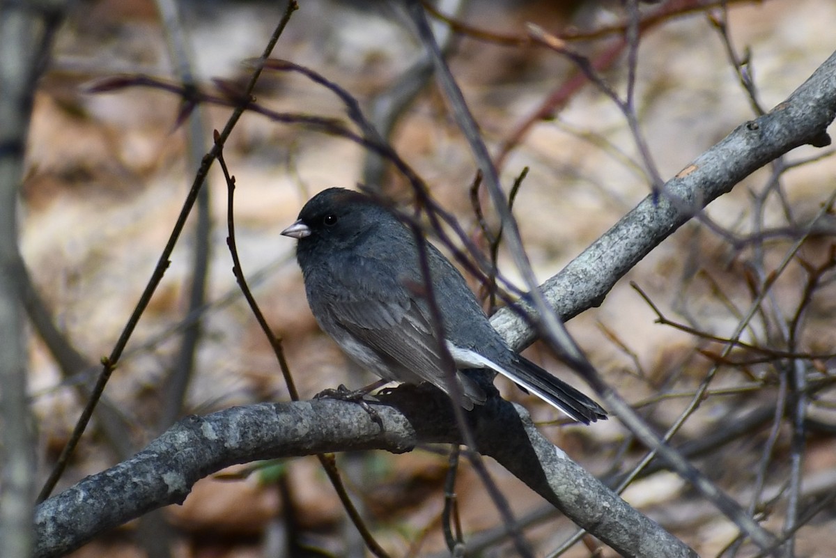 Dark-eyed Junco - ML322650671