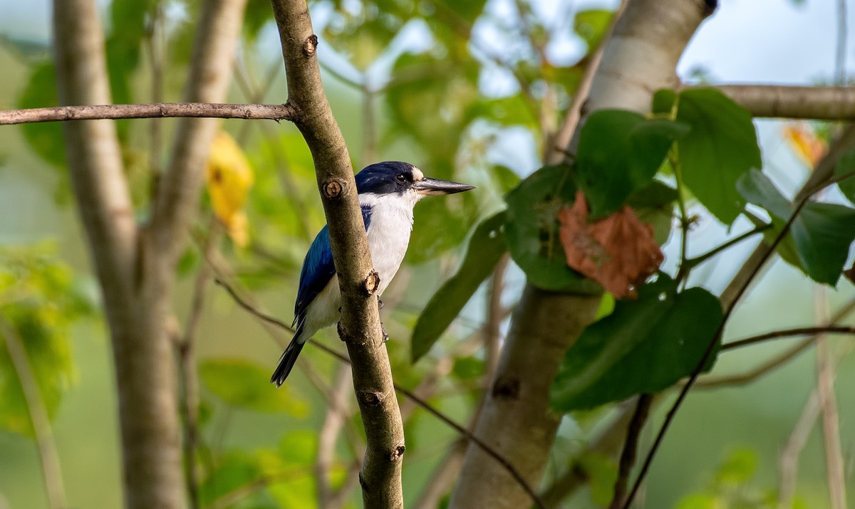 Forest Kingfisher - ML322651481