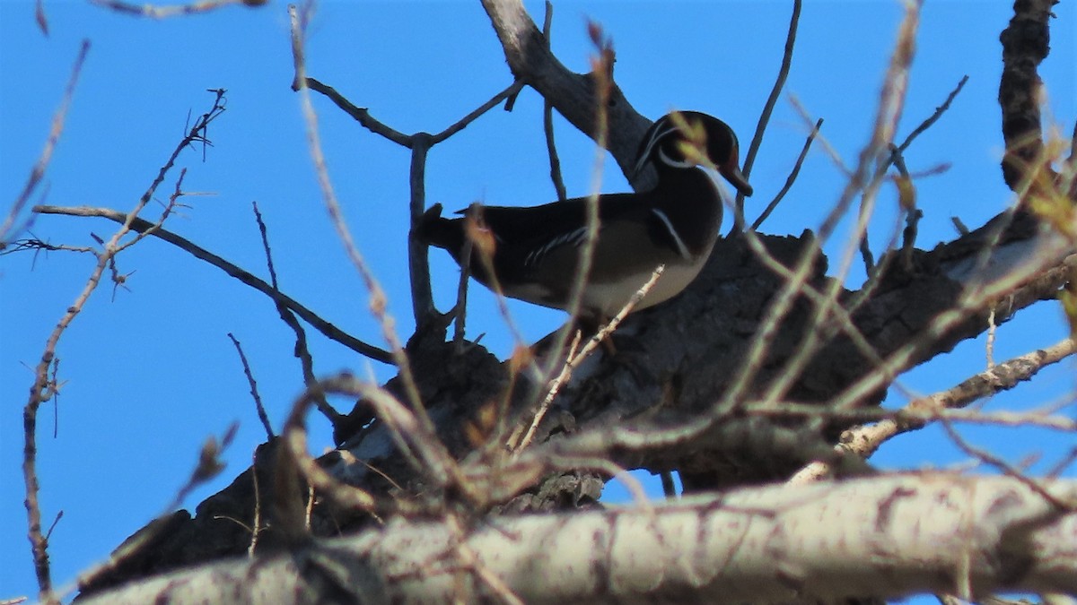 Wood Duck - ML322654011