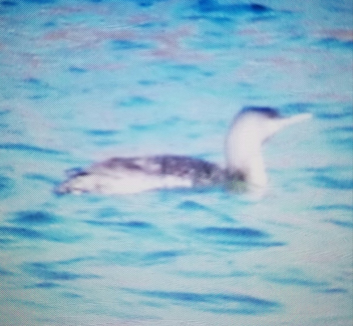 Red-throated Loon - Bill prodouz