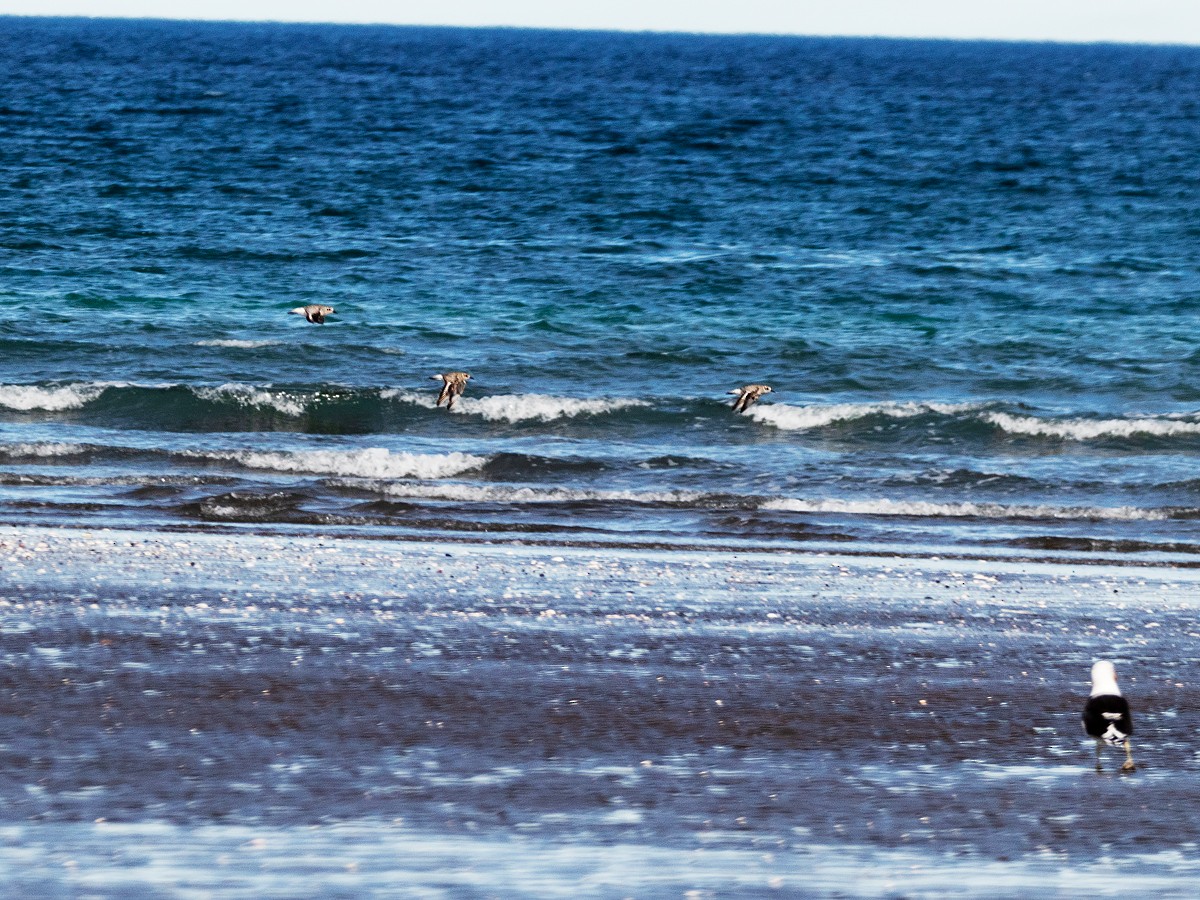 Black-bellied Plover - Cecilia de Larminat