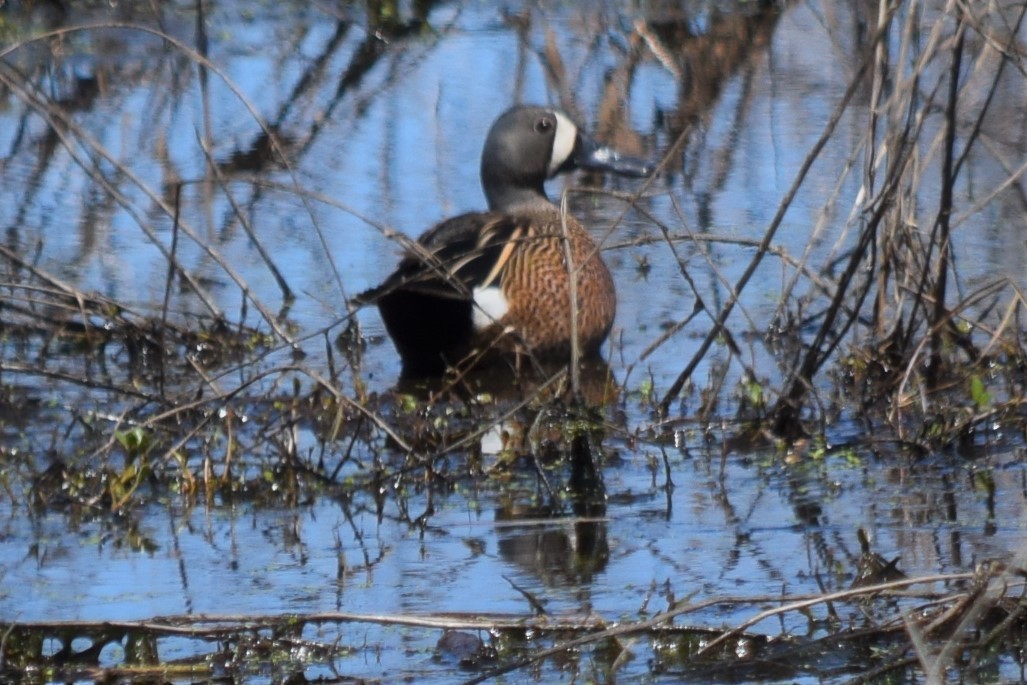 Blue-winged Teal - ML322661531