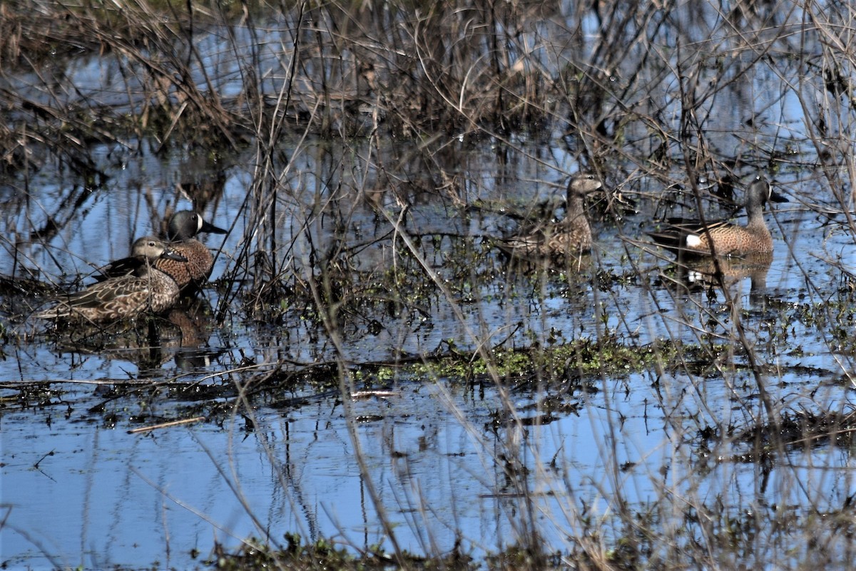 Blue-winged Teal - ML322661661