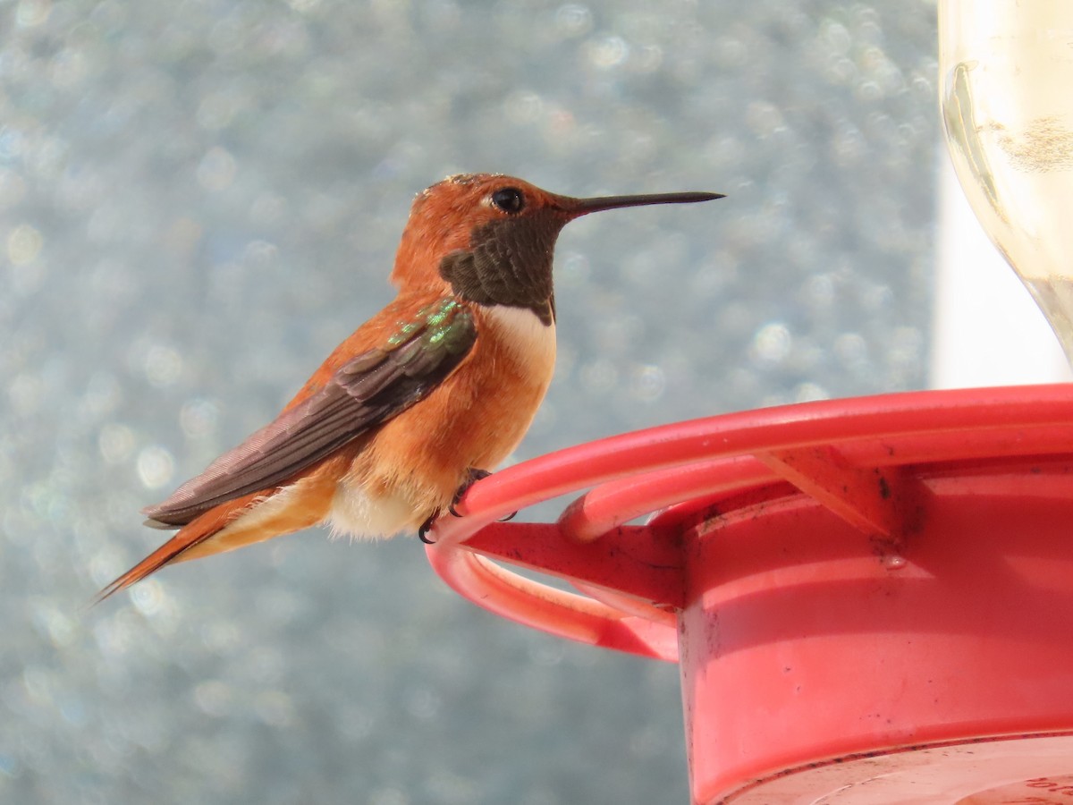 Rufous Hummingbird - ML322662381