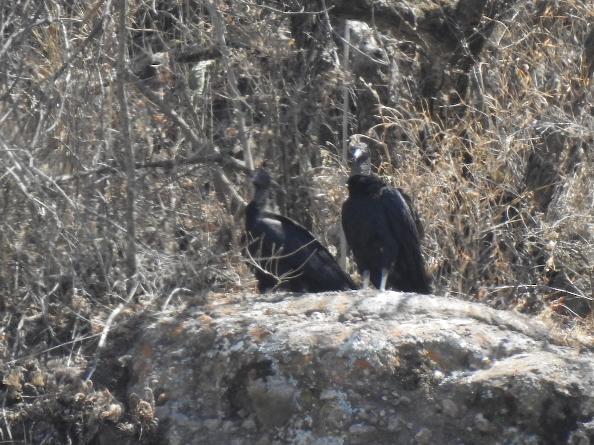 Black Vulture - ML322663071