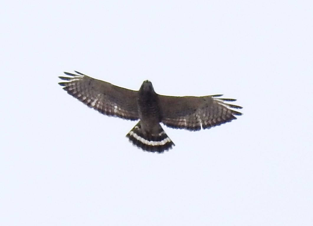 Broad-winged Hawk - ML322663181