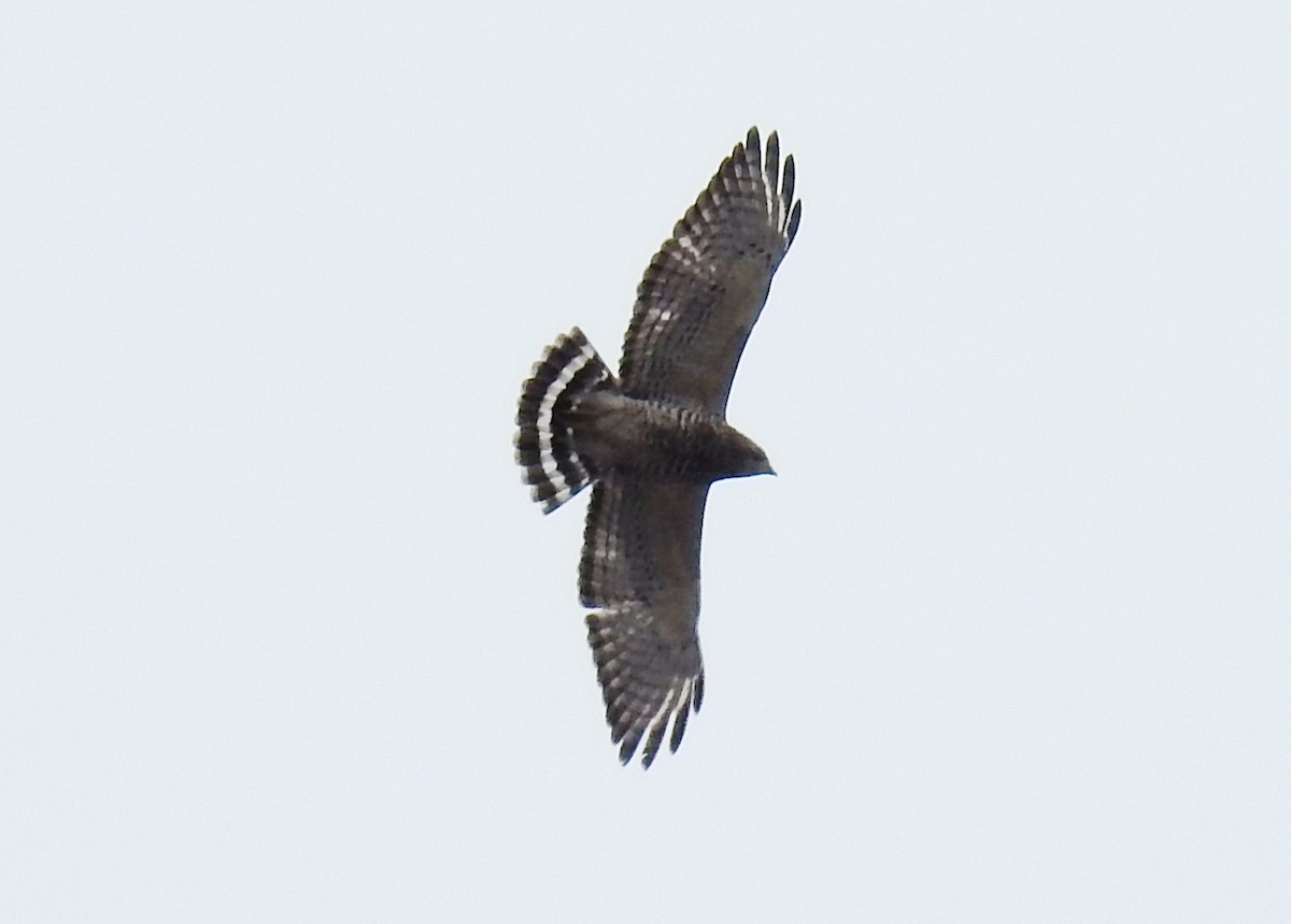 Broad-winged Hawk - ML322663191