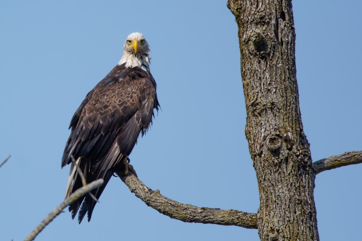 Bald Eagle - ML322663641