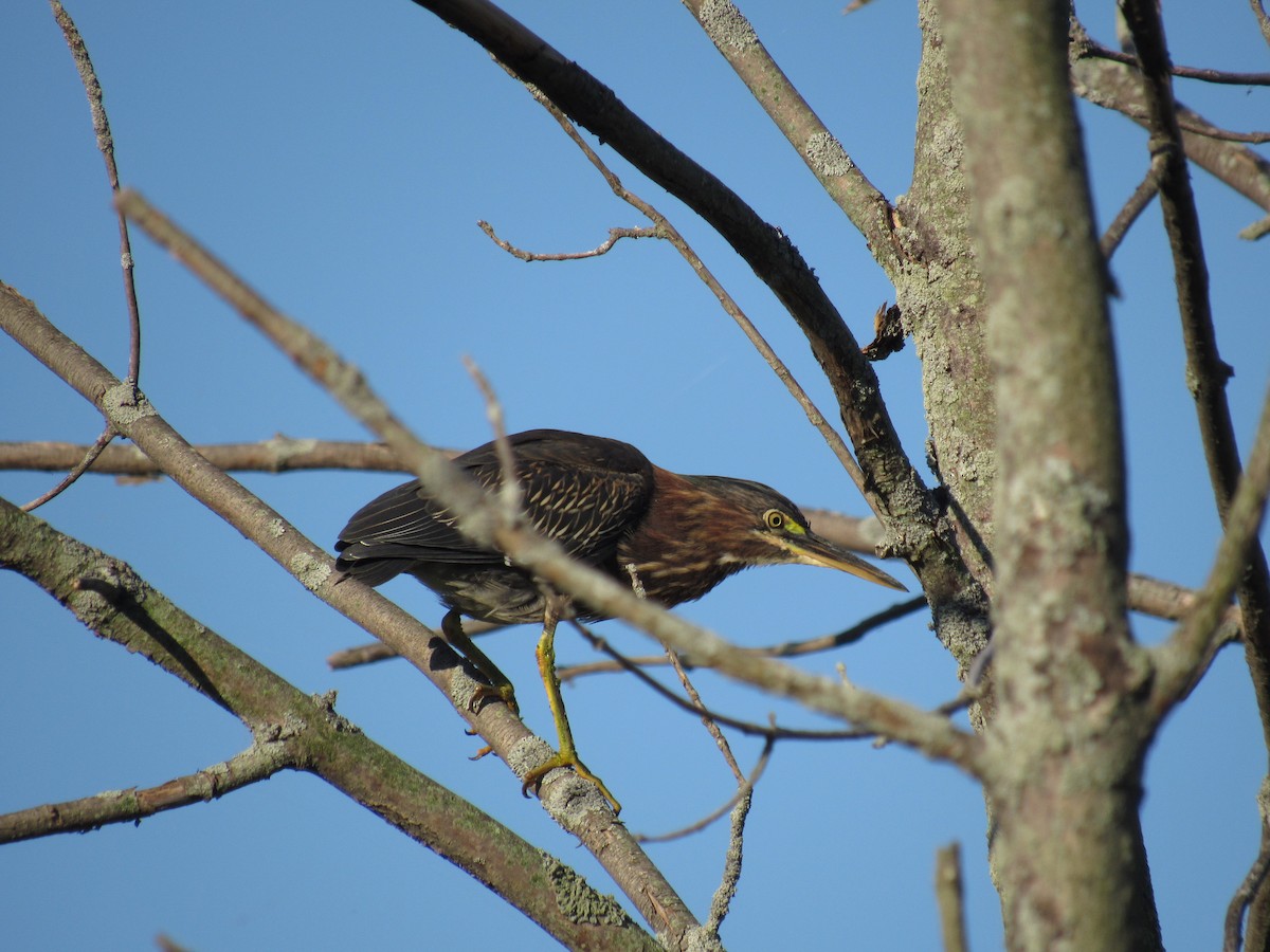 Green Heron - ML32266391