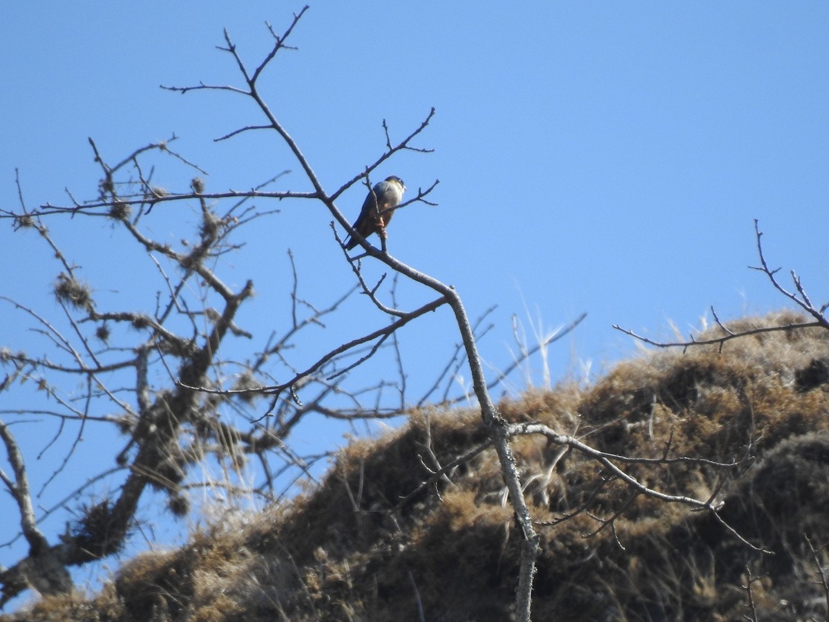 Bat Falcon - ML322664171
