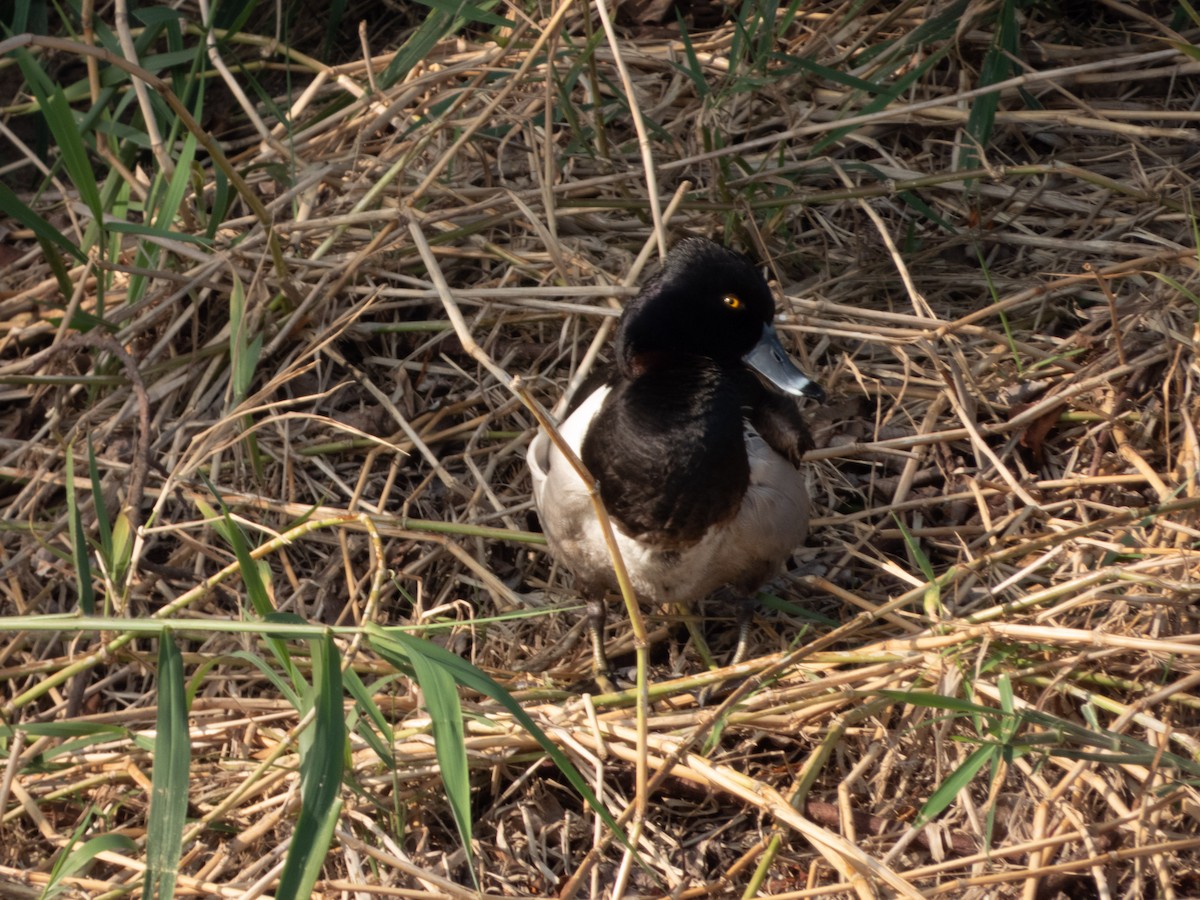 Ring-necked Duck - ML322664301