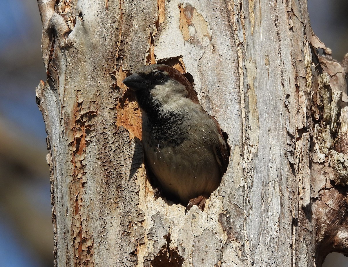 House Sparrow - ML322665561