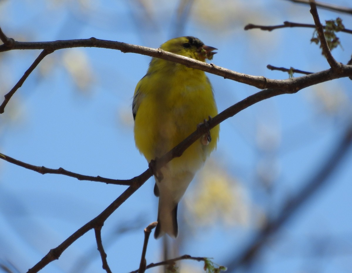 Chardonneret jaune - ML322665831