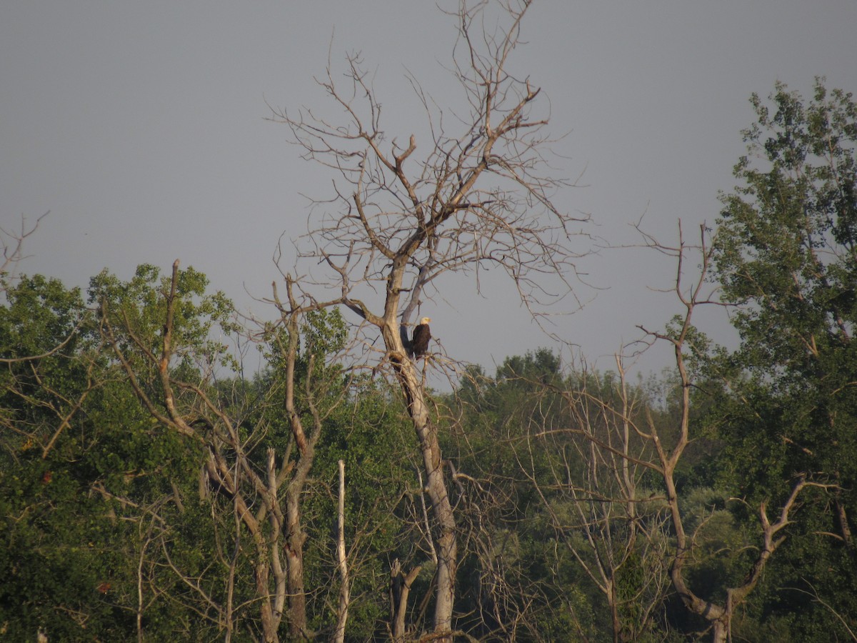 Bald Eagle - ML32266601