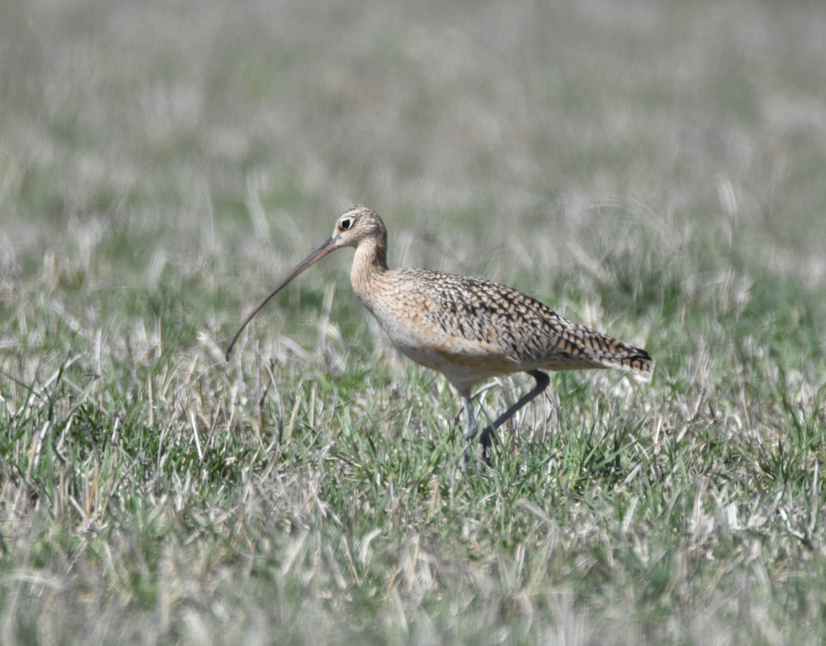 Long-billed Curlew - Peter Olsoy