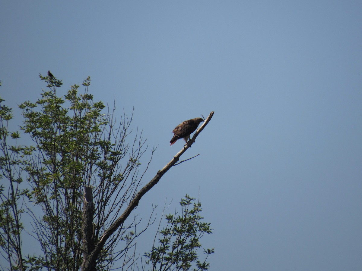 Red-tailed Hawk - ML32266791