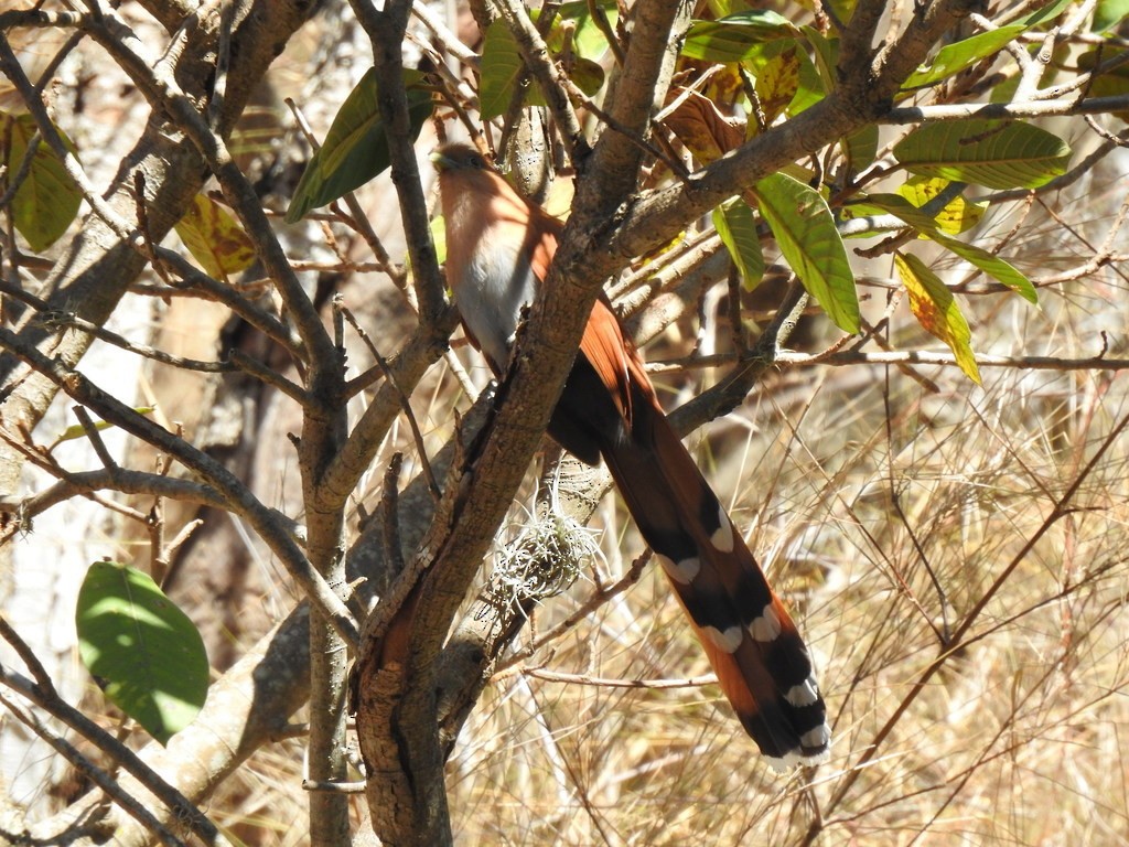 Squirrel Cuckoo - ML322668071
