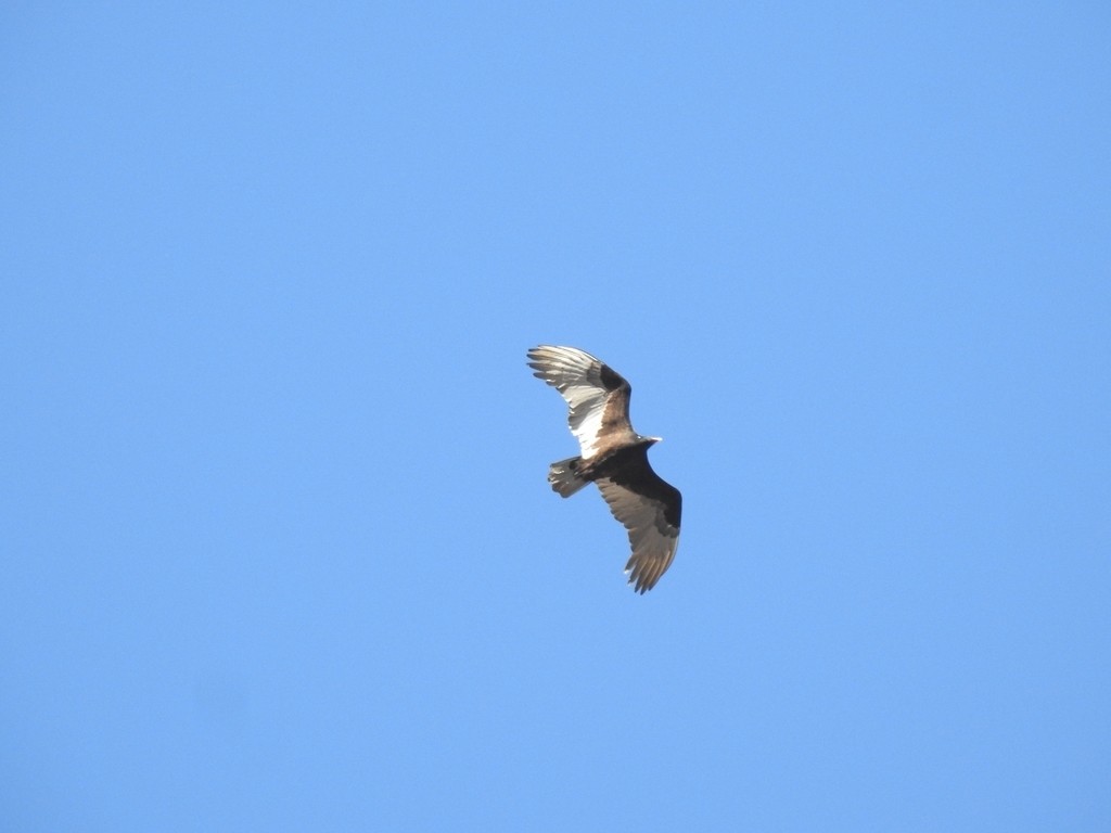Turkey Vulture - ML322668281