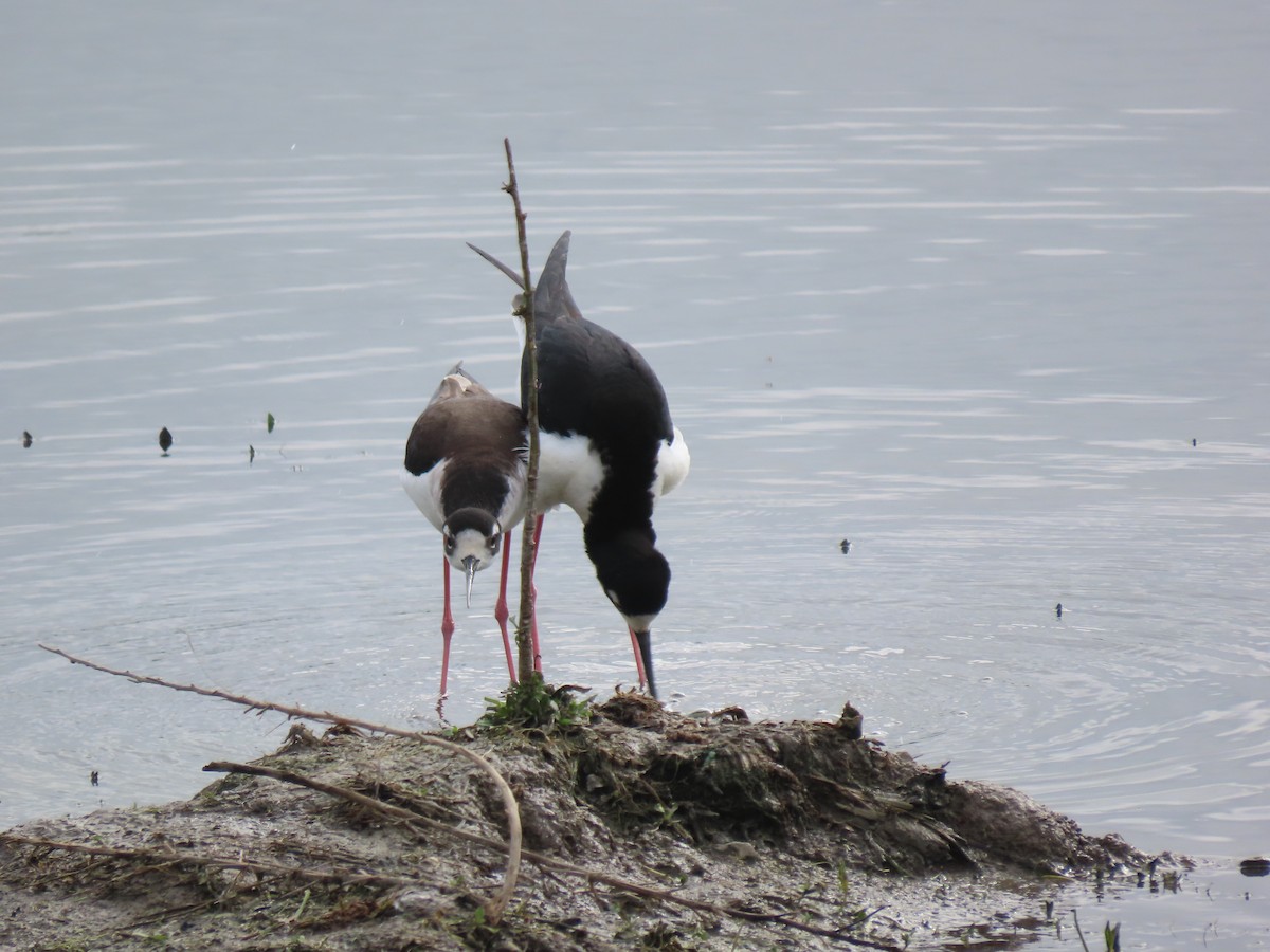 Black-necked Stilt - ML322669791