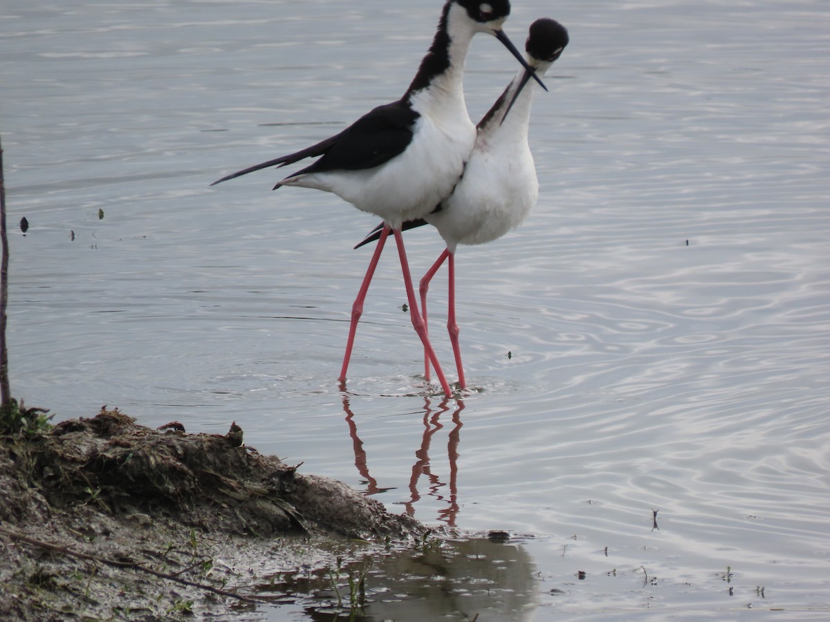 Black-necked Stilt - ML322669811