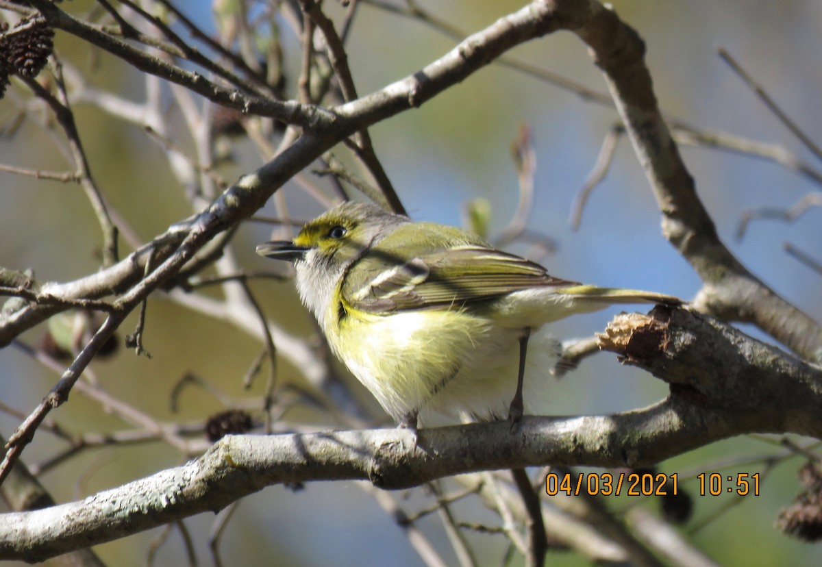 hvitøyevireo - ML322670101