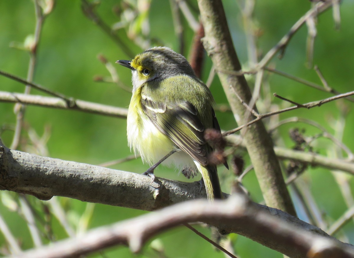 White-eyed Vireo - ML322670211