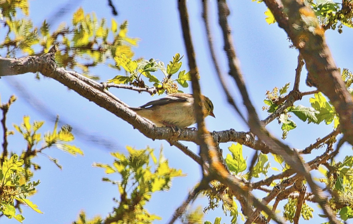 American Goldfinch - ML322670421