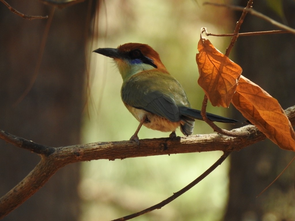 Russet-crowned Motmot - ML322670661