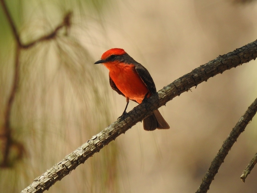 Vermilion Flycatcher - ML322670891