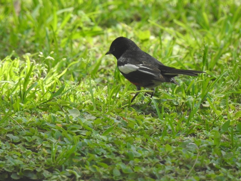 Painted Redstart - ML322671111