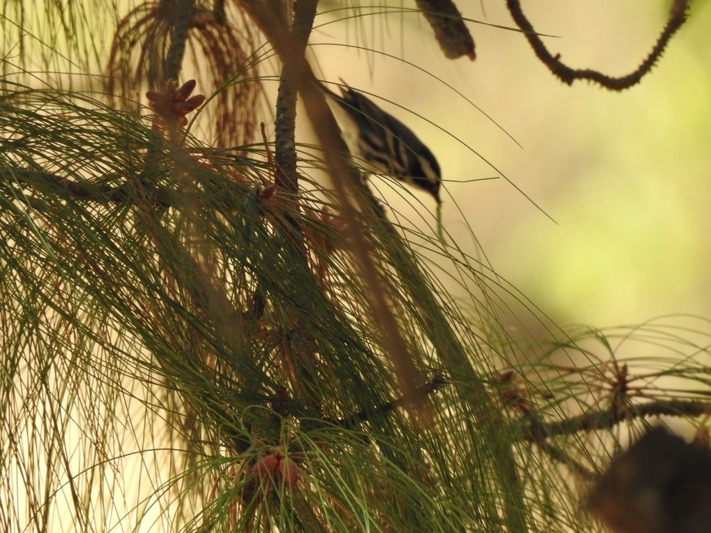 Black-throated Gray Warbler - ML322671441