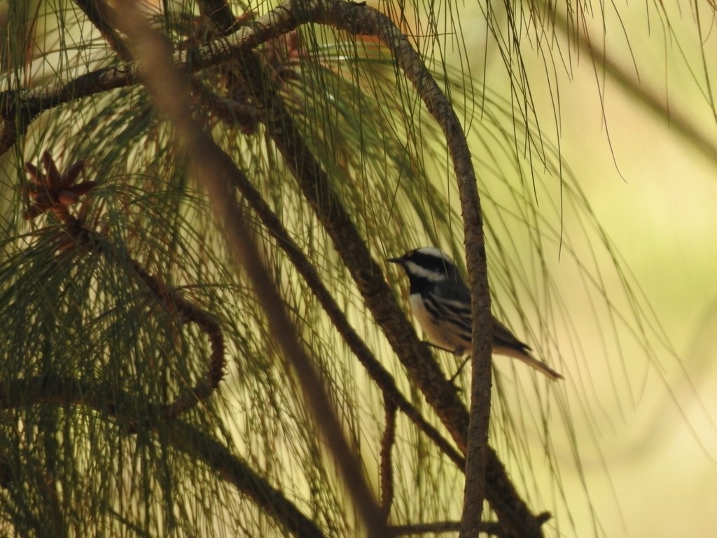 Black-throated Gray Warbler - ML322671461