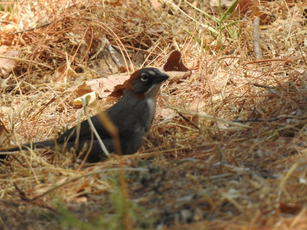 Rusty-crowned Ground-Sparrow - ML322671951