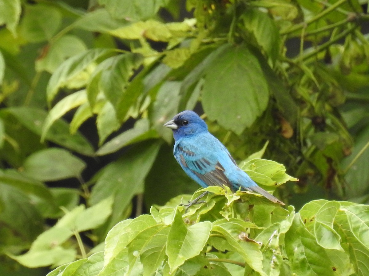 Indigo Bunting - ML32267321