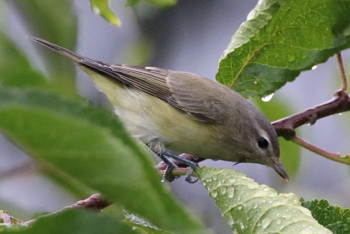 Warbling Vireo (Western) - Walter Thorne