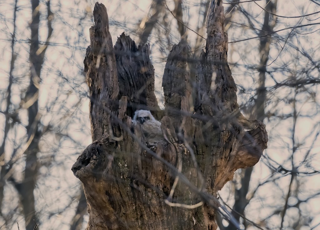 výr virginský - ML322673851