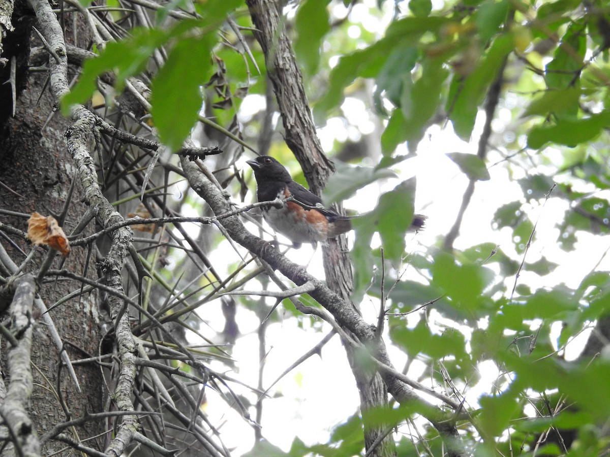 Eastern Towhee - ML32267411