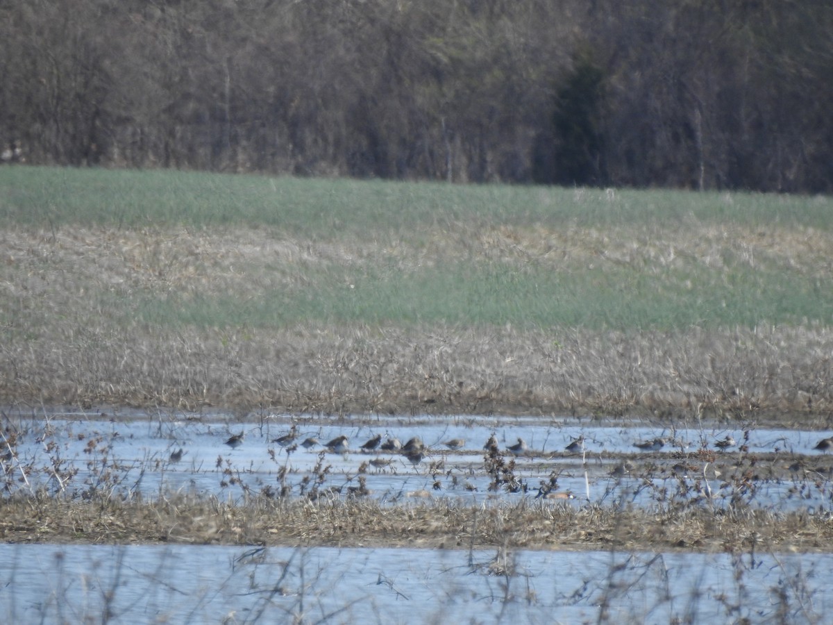 Pectoral Sandpiper - ML322674551