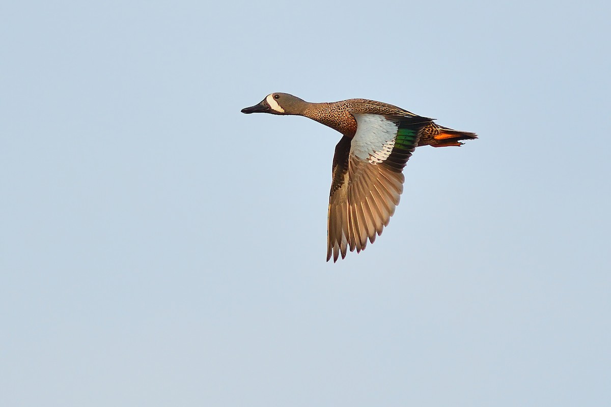 Blue-winged Teal - ML322674741