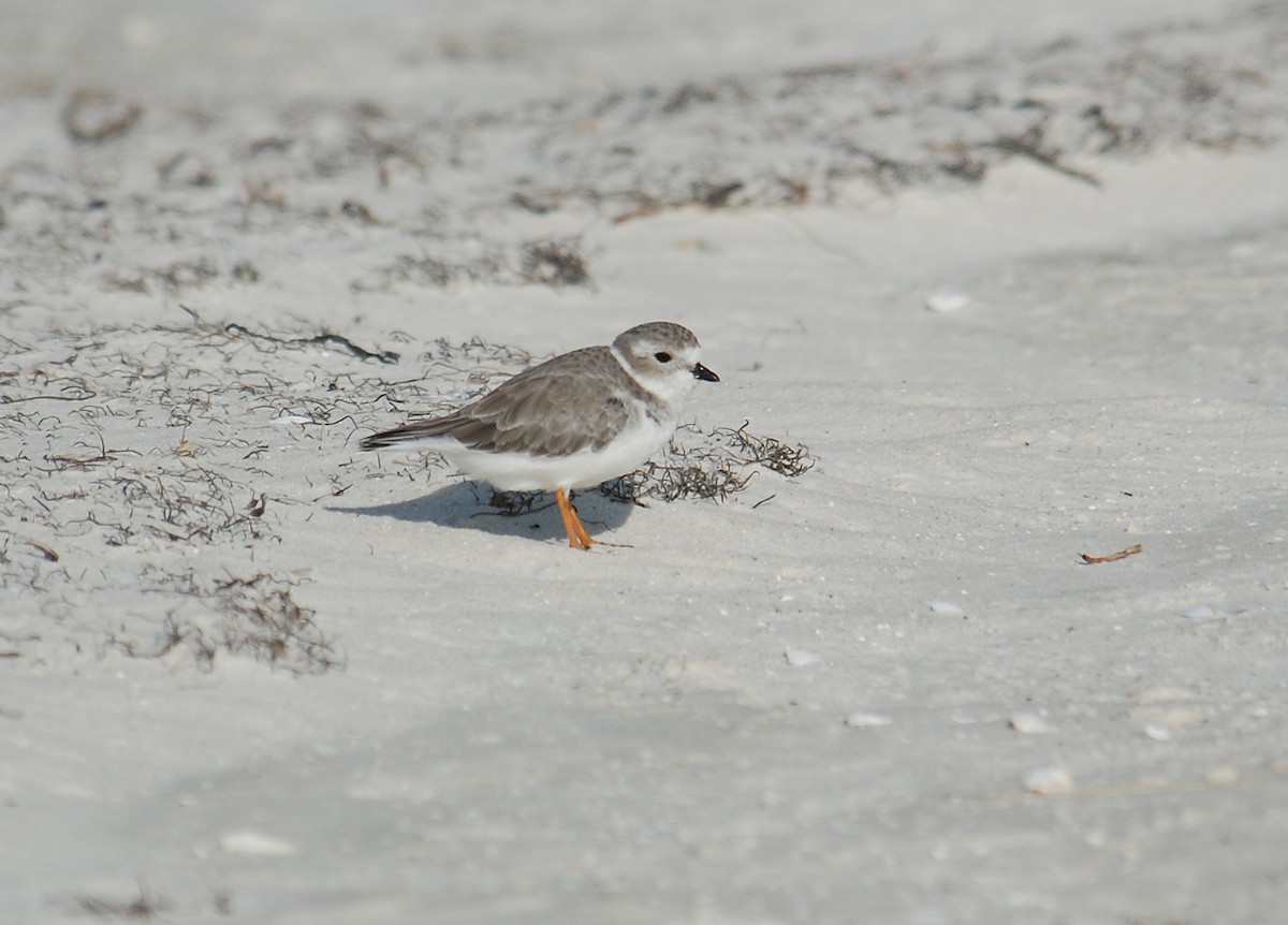 Piping Plover - ML322674821