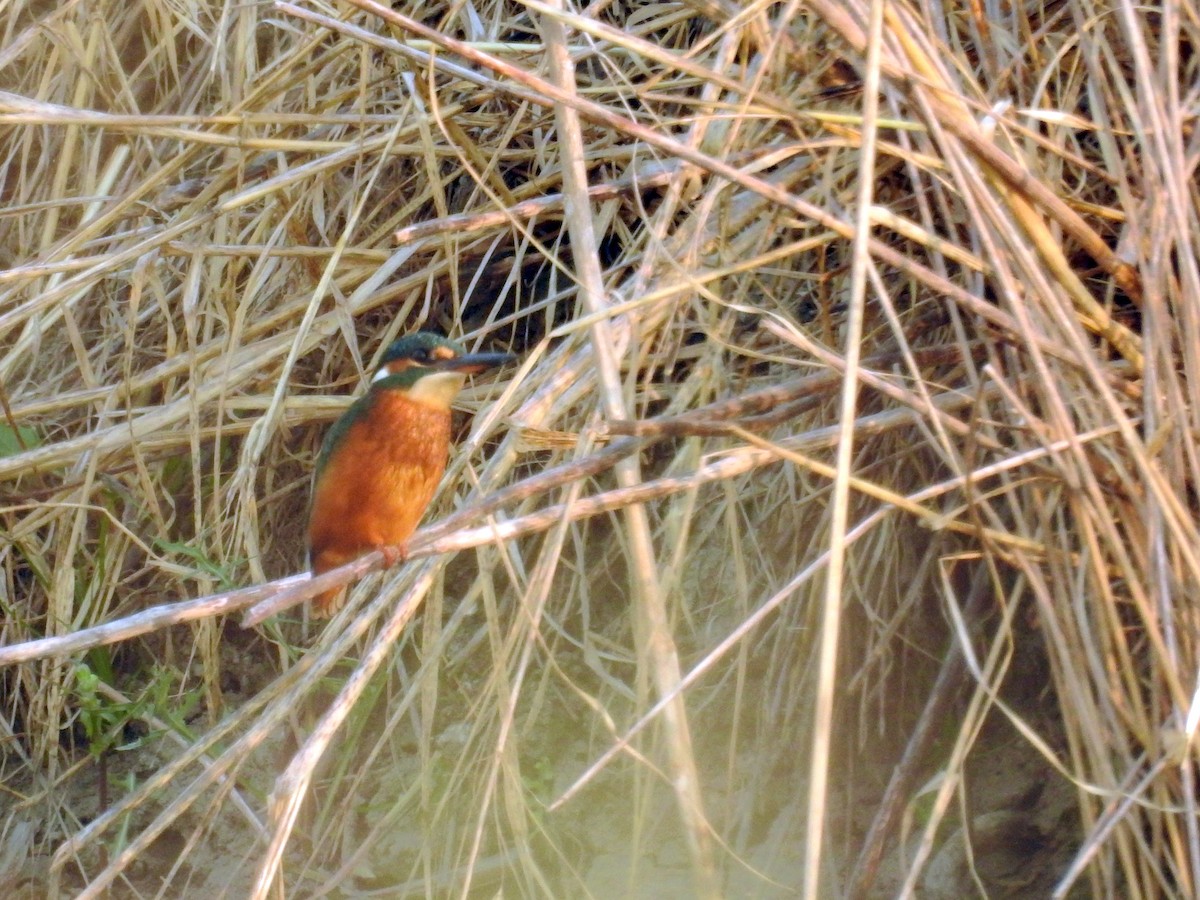 Common Kingfisher - ML32267561