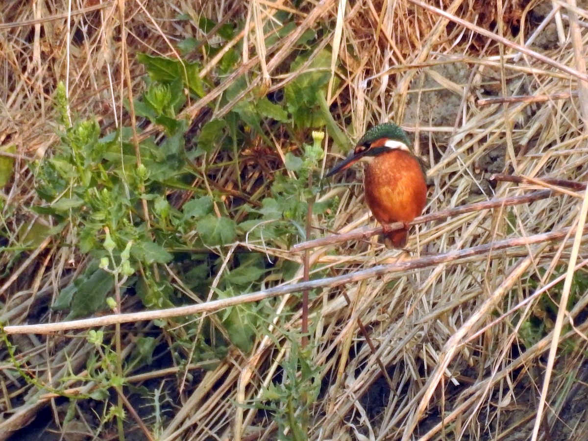 Common Kingfisher - ML32267571