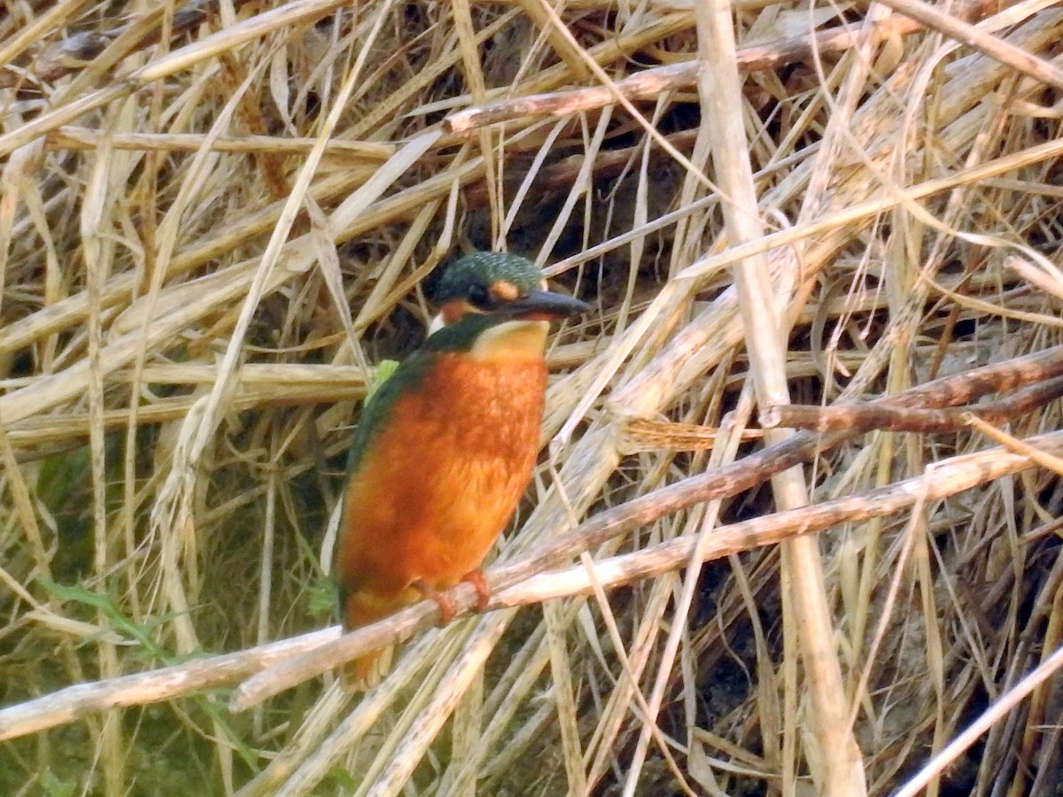 Common Kingfisher - ML32267591