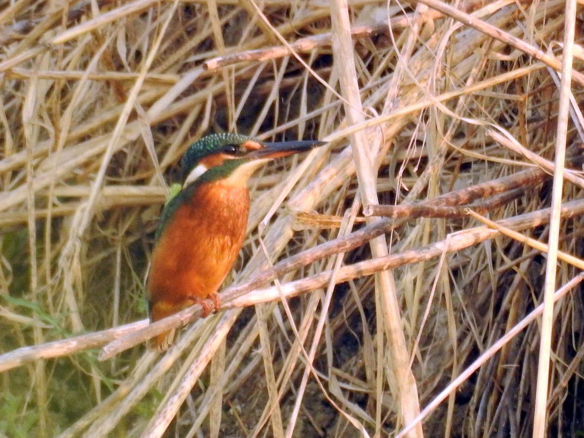 Common Kingfisher - ML32267601