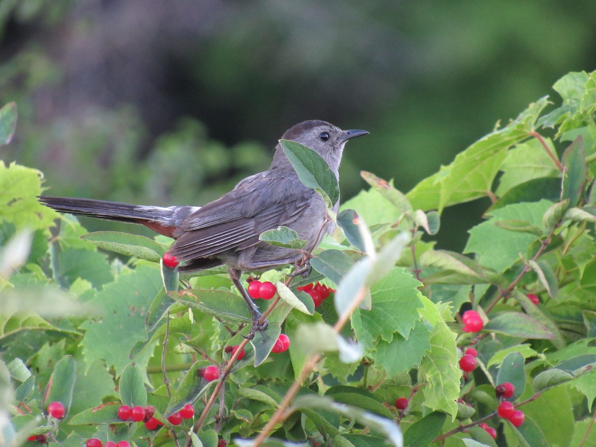 Gray Catbird - ML32267641