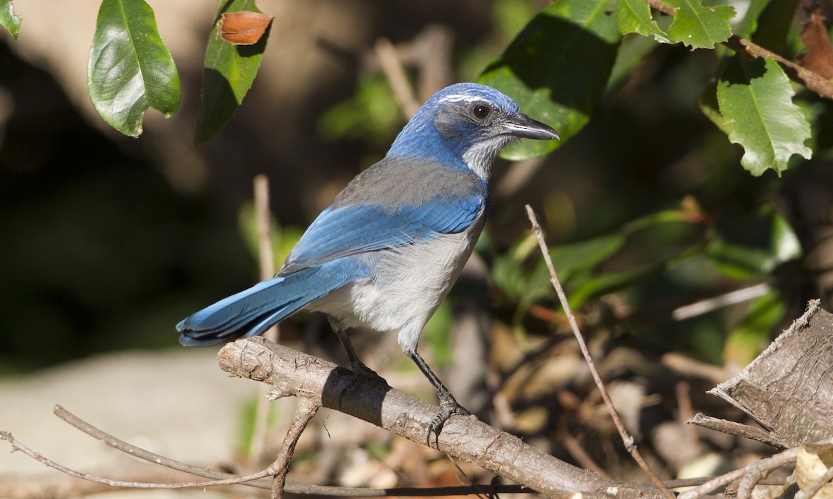 California Scrub-Jay - Brian Sullivan